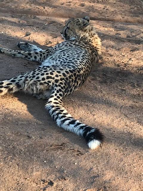 Cheetah laying in the shade